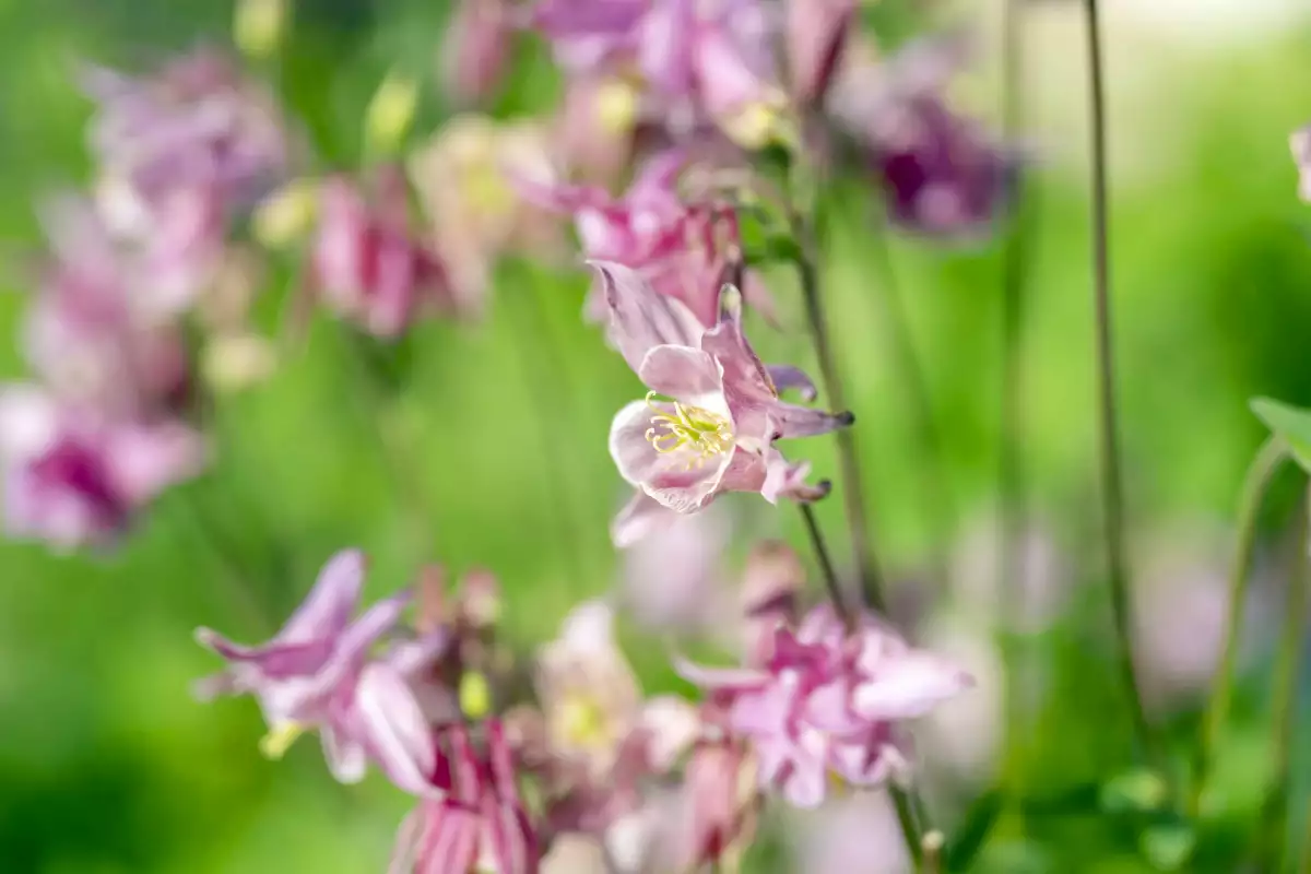 Thomahof Urlaub auf dem Bauernhof