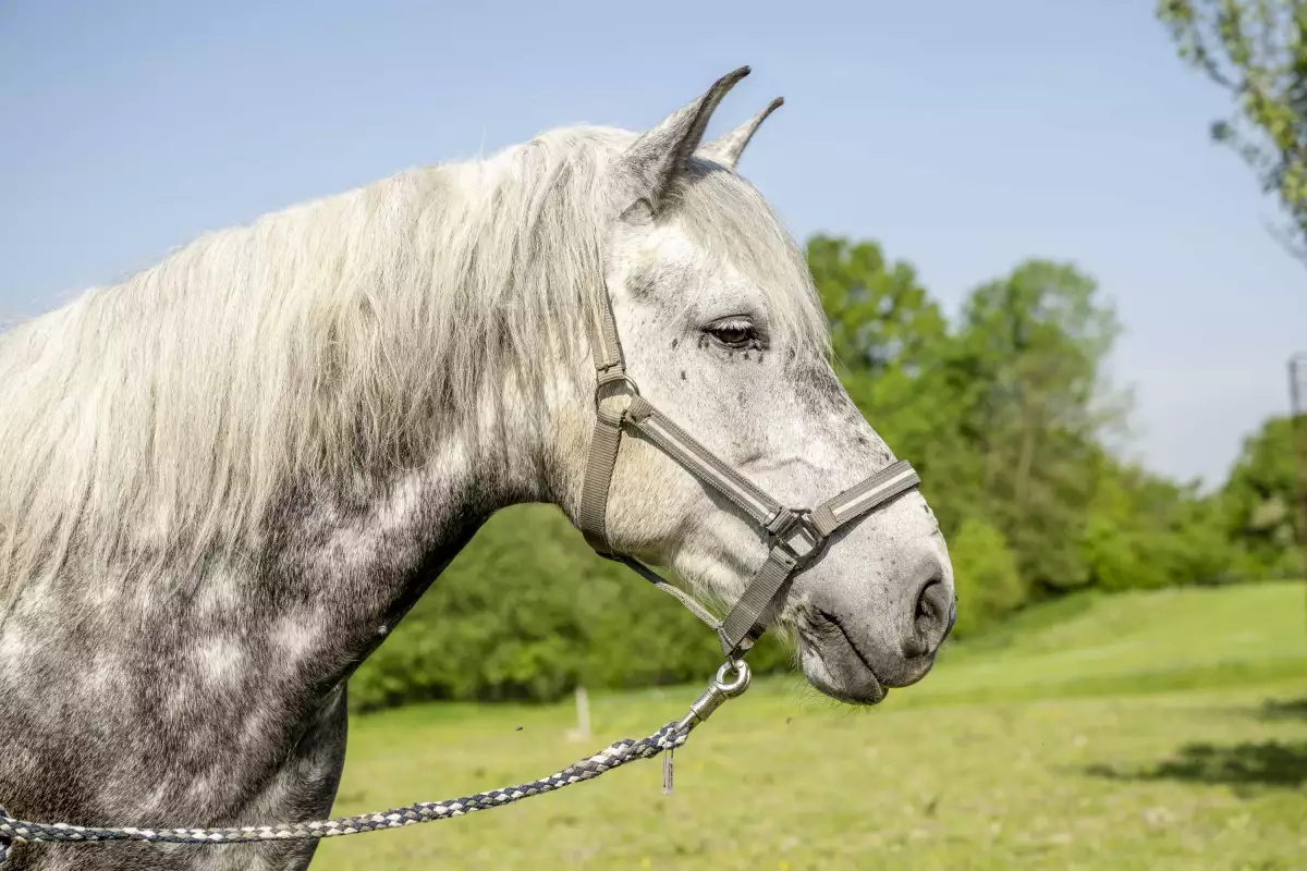 Thomahof Urlaub auf dem Bauernhof