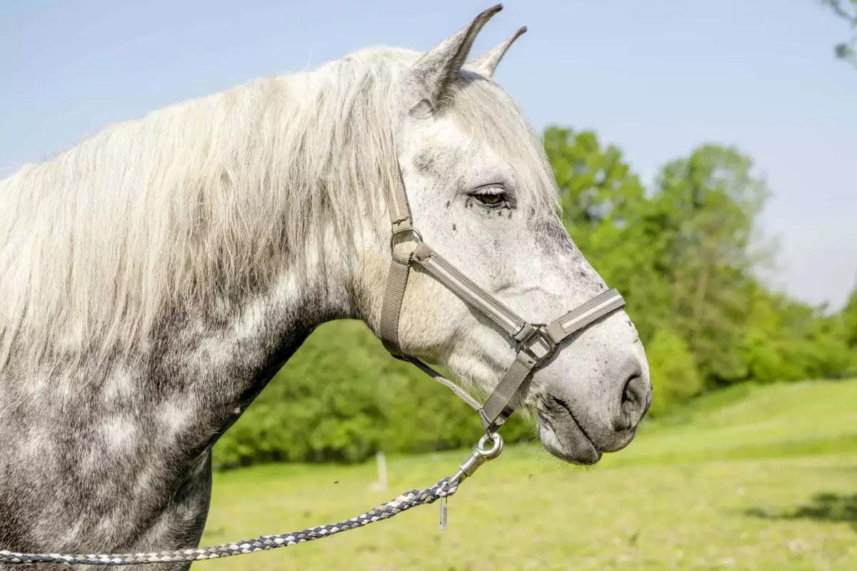Thomahof Urlaub auf dem Bauernhof