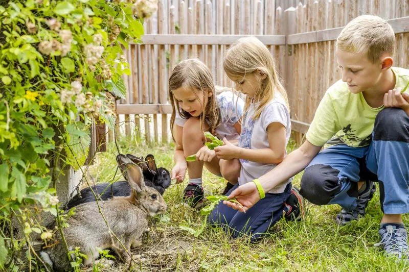Kleintiere zum streicheln