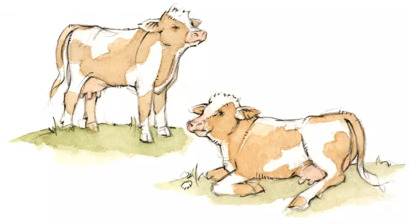 Kälbchen und Kühe kennen lernen