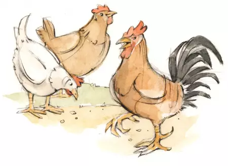 Hühner, Kühe, Schafe und Ziegen am Thomahof