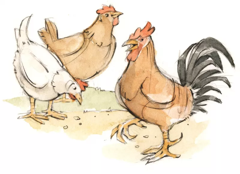 Hühner, Kühe, Schafe und Ziegen am Thomahof