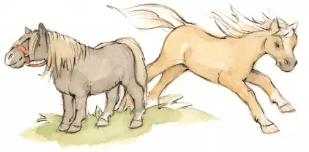 Striegeln, Füttern, Reiten und Spaziergang mit Pferden